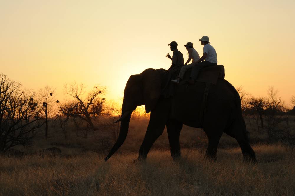 Carmelagiri Elephant Park